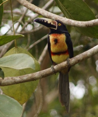 Colombia, Colombia Nature Tour, South America, Coffee Region, Naturalist Journeys, Wildlife Tour, Birdwatching