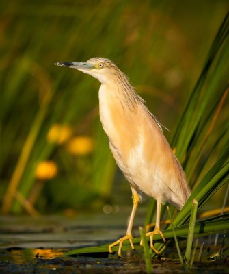 Squacco Heron, Ghana Nature Tour, West Africa, African Safari, Ghana Birds, Birdwatching, Guided Nature Tour, Wildlife Photography, Ecotourism