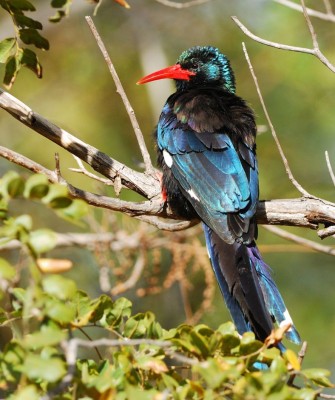Green Wood Hoopoe, Ghana Nature Tour, West Africa, African Safari, Ghana Birds, Birdwatching, Guided Nature Tour, Wildlife Photography, Ecotourism
