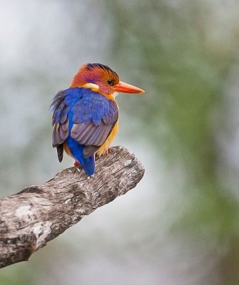 African Pygmy Kingfisher, Ghana Nature Tour, West Africa, African Safari, Ghana Birds, Birdwatching, Guided Nature Tour, Wildlife Photography, Ecotourism