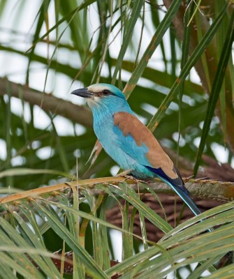 Abyssinian Roller, Ghana Nature Tour, West Africa, African Safari, Ghana Birds, Birdwatching, Guided Nature Tour, Wildlife Photography, Ecotourism