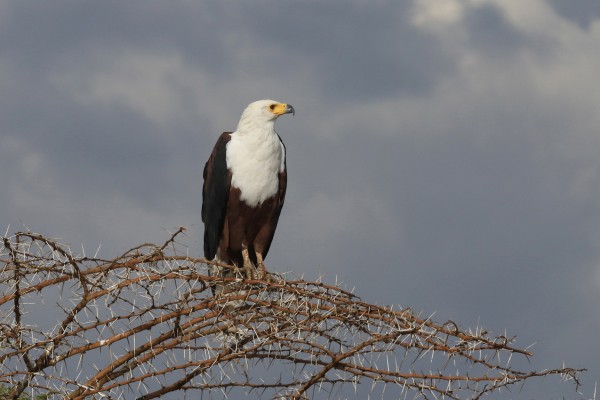 African Fish Eagle, Tanzania, Tanzania Safari, African Safari, Naturalist Journeys