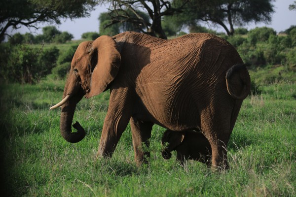 African Elephant, Tanzania, Tanzania Safari, African Safari, Naturalist Journeys
