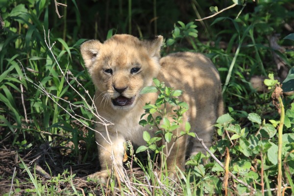 Lion Cub, Tanzania, Tanzania Safari, African Safari, Naturalist Journeys