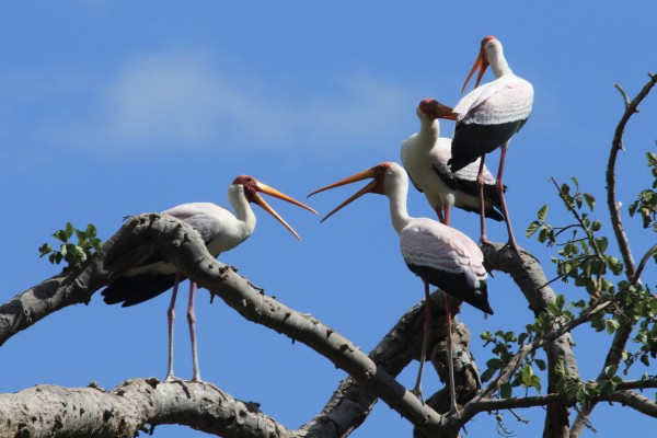 Yellow-billed Stork Rookery, Tanzania, Tanzania Safari, African Safari, Naturalist Journeys