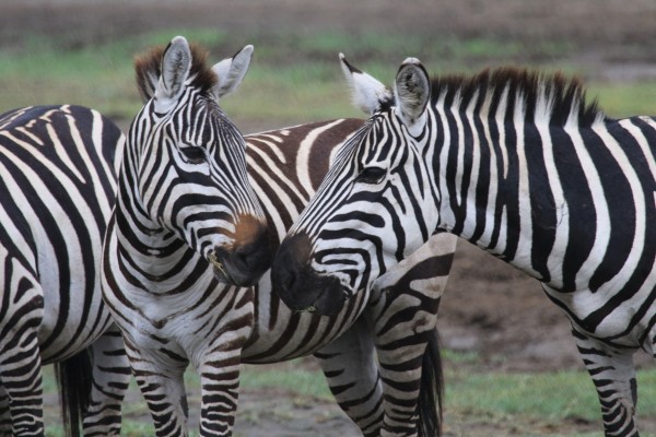 Zebra, Tanzania, Tanzania Safari, African Safari, Naturalist Journeys