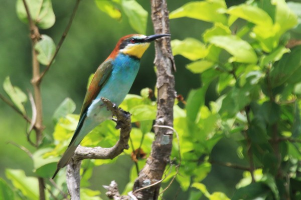 European Bee-eater, Tanzania, Tanzania Safari, African Safari, Naturalist Journeys