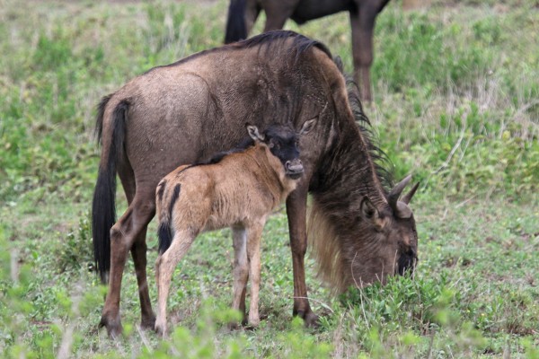 Wildebeest, Tanzania, Tanzania Safari, African Safari, Naturalist Journeys