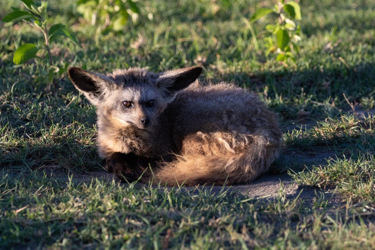Bat-eared Fox, Tanzania, Tanzania Birding Tour, Tanzania Wildlife Tour, Tanzania Wildlife Safari, Tanzania Safari, Naturalist Journeys