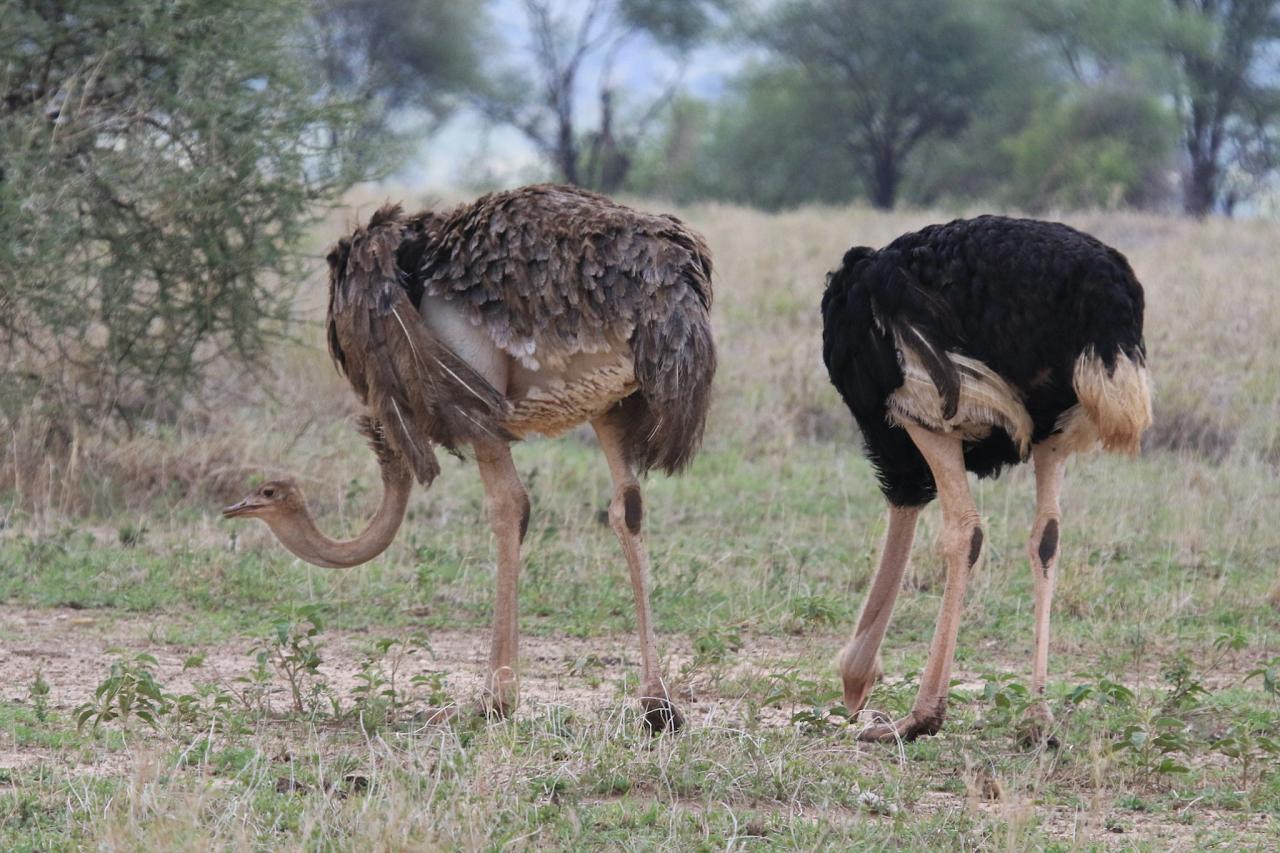 Ostrich, Tanzania Birding Tour, Tanzania Wildlife Tour, Tanzania Wildlife Safari, Tanzania Safari, Naturalist Journeys