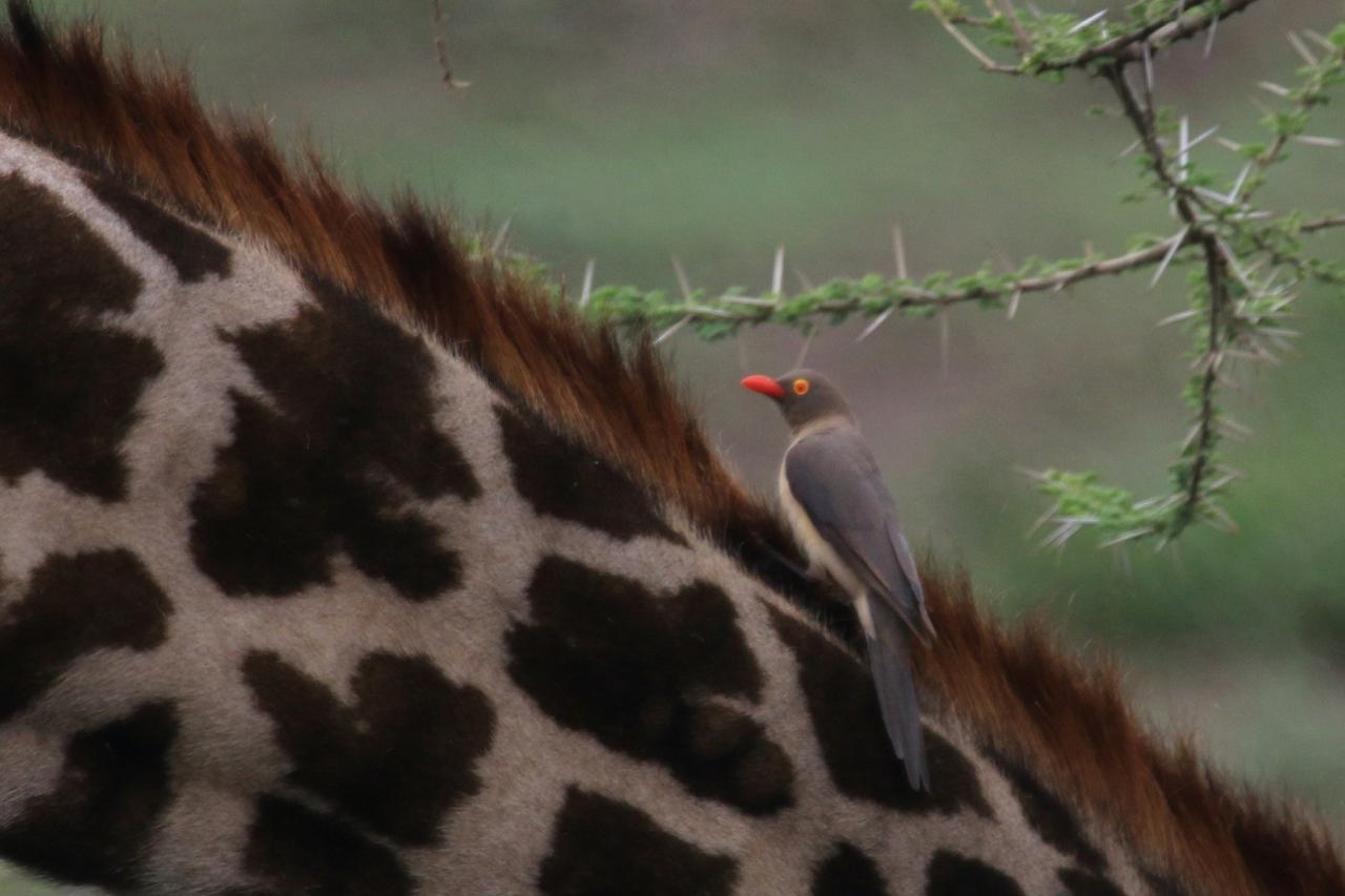 Red-billed Oxpecker, Tanzania Birding Tour, Tanzania Wildlife Tour, Tanzania Wildlife Safari, Tanzania Safari, Naturalist Journeys