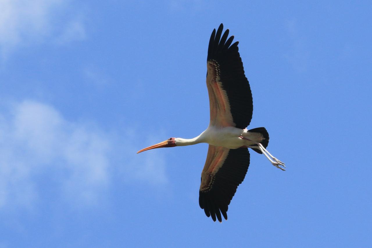 Yellow-billed Stork, Tanzania Birding Tour, Tanzania Wildlife Tour, Tanzania Wildlife Safari, Tanzania Safari, Naturalist Journeys