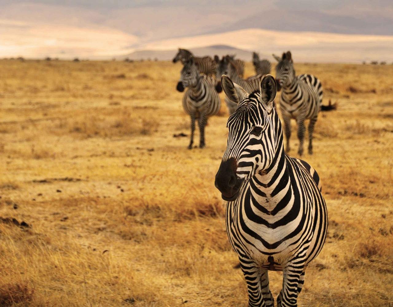 Zebras, Ngorongoro Crater, Tanzania, African Safari, Guided Nature Tour, Naturalist Journeys