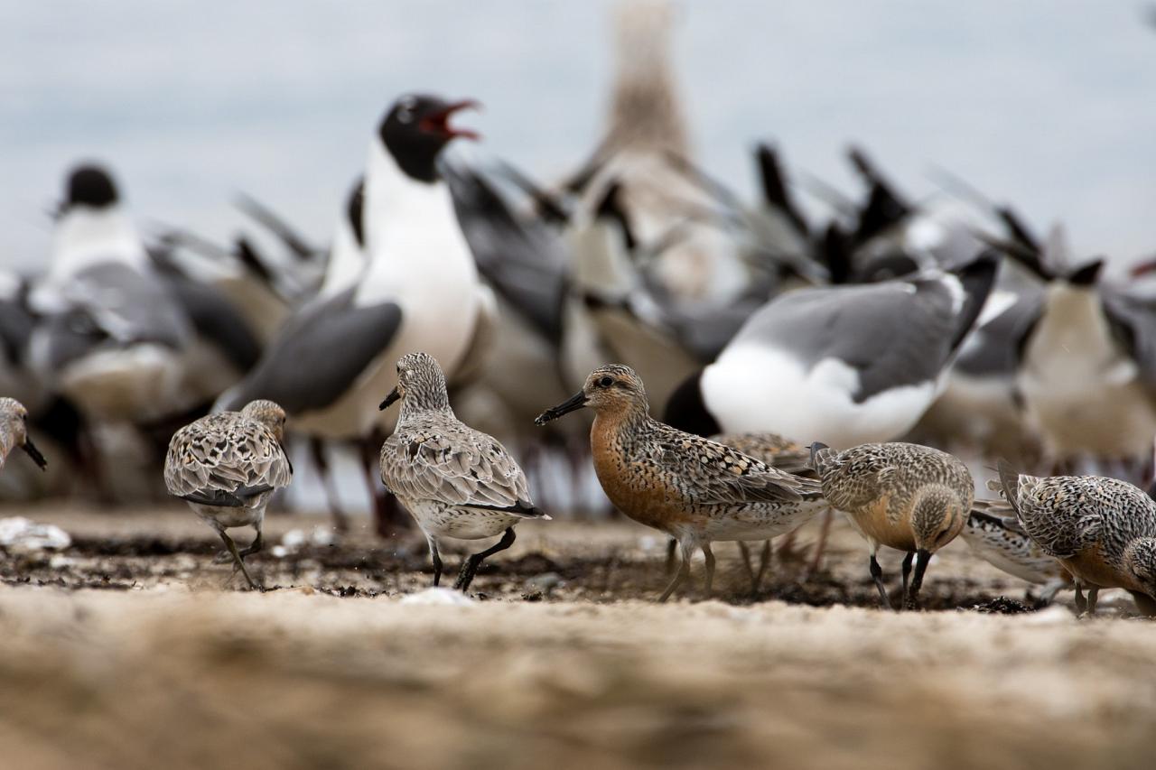 Cape May Spring Birding Migration Tour 2023 NJ Birdwatching