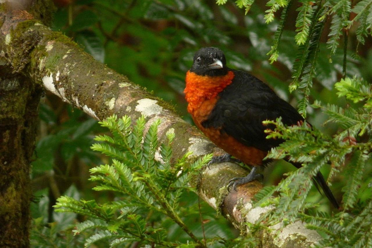 Colombia Birds and Nature in the Coffee Region, Otún-Quimbaya, Quindío Botanical Garden, Malecón de Cameguadua, El Color de Mis Rêves Reserve Naturalist Journeys