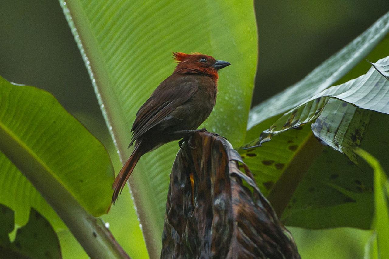 Colombia Birds and Nature in the Coffee Region, Otún-Quimbaya, Quindío Botanical Garden, Malecón de Cameguadua, El Color de Mis Rêves Reserve Naturalist Journeys