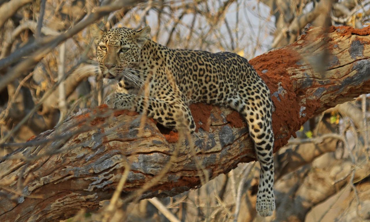 Adult Leopard, Botswana wildlife safari
