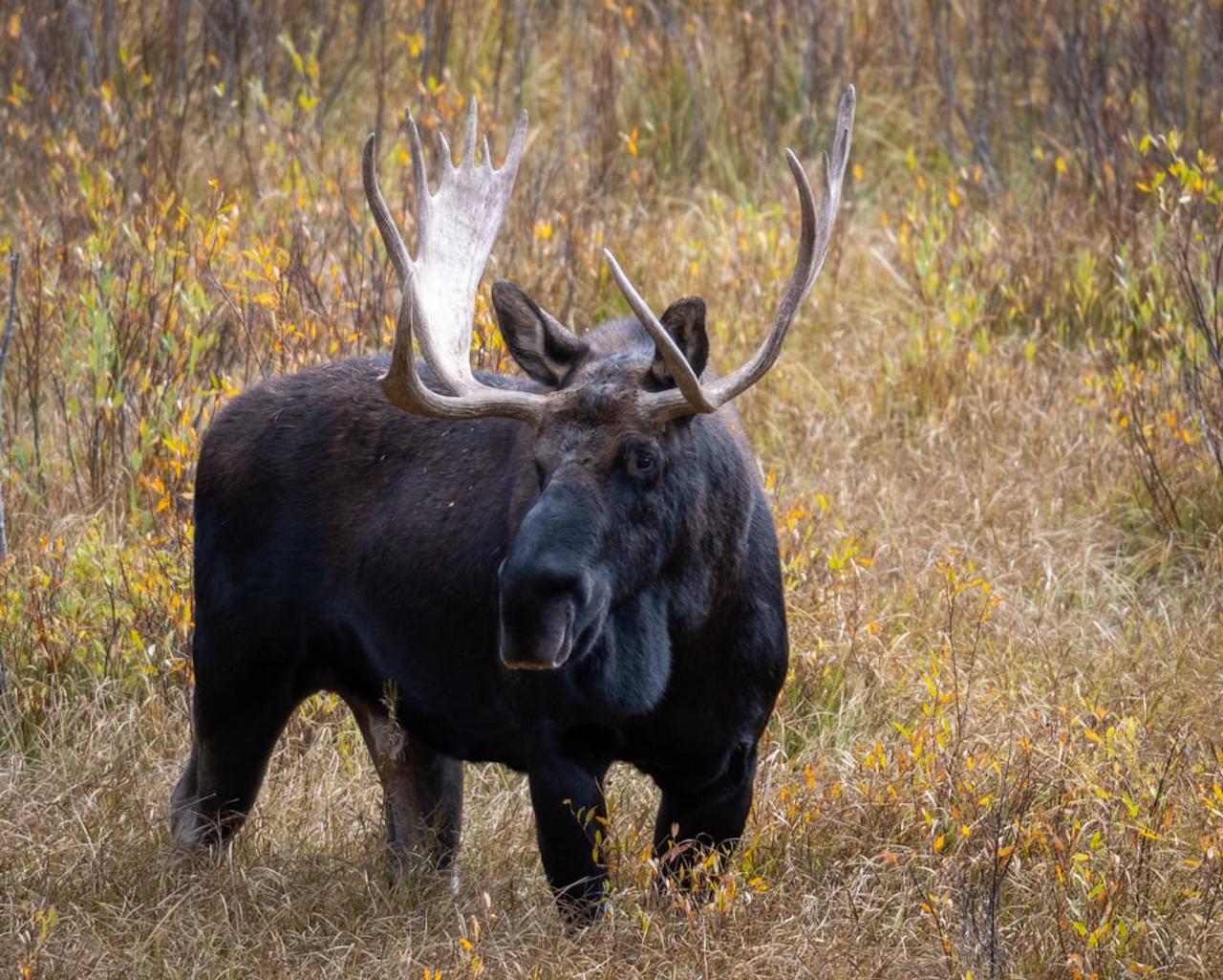 Bull Moose, Yellowstone, Yellowstone National Park, Yellowstone Nature Tour, Yellowstone Wildlife Tour, Yellowstone Birding Tour, Naturalist Journeys
