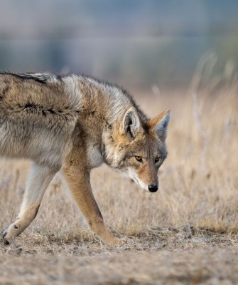 Colorado, Colorado Wildlife Tour, Guided Nature Tour, Rocky Mountains, Birdwatching, Naturalist Journeys