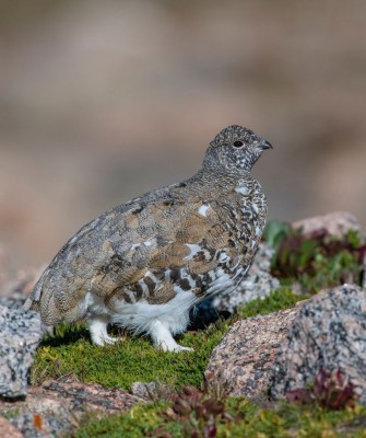 Colorado, Colorado Wildlife Tour, Guided Nature Tour, Rocky Mountains, Birdwatching, Naturalist Journeys