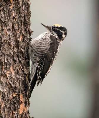 Colorado, Colorado Wildlife Tour, Guided Nature Tour, Rocky Mountains, Birdwatching, Naturalist Journeys
