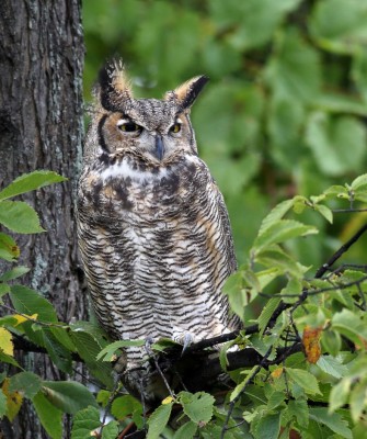 Colorado, Colorado Wildlife Tour, Guided Nature Tour, Rocky Mountains, Birdwatching, Naturalist Journeys