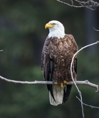 Colorado, Colorado Wildlife Tour, Guided Nature Tour, Rocky Mountains, Birdwatching, Naturalist Journeys