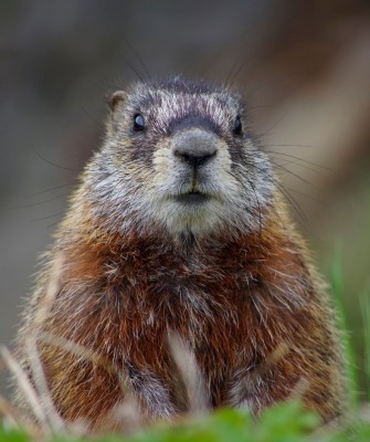 Colorado, Colorado Wildlife Tour, Guided Nature Tour, Rocky Mountains, Birdwatching, Naturalist Journeys