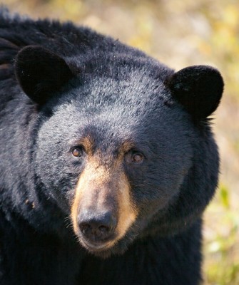 Colorado, Colorado Wildlife Tour, Guided Nature Tour, Rocky Mountains, Birdwatching, Naturalist Journeys
