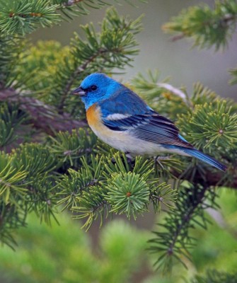 Colorado, Colorado Wildlife Tour, Guided Nature Tour, Rocky Mountains, Birdwatching, Naturalist Journeys