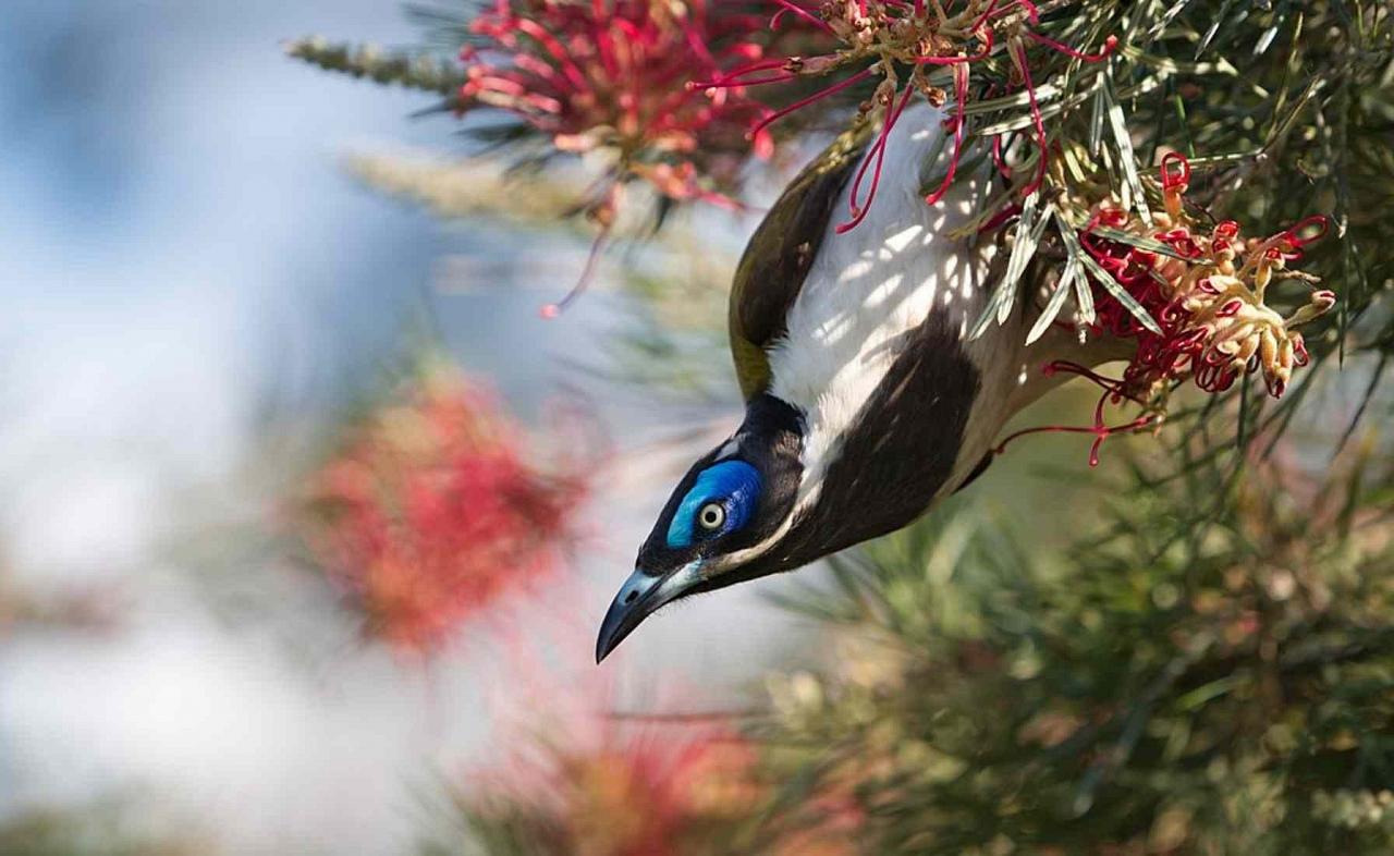 Blue-faced Honeyeater, Australia Australia, Australia Nature Tour, Australia Birding Tour, Naturalist Journeys 