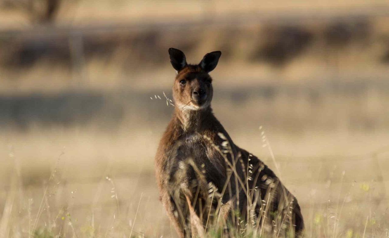 Kangaroo, Kangaroo Island, Australia, Australia Nature Tour, Australia Birding Tour, Naturalist Journeys 