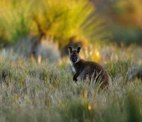 Wallaby, Australia, Australia Nature Tour, Australia Birding Tour, Naturalist Journeys 