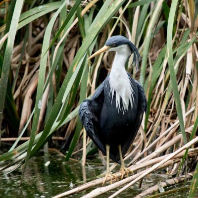 Pied Heron, Australia, Australia Nature Tour, Australia Birding Tour, Naturalist Journeys 