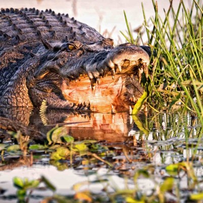 Crocodile, Yellow Water Billabong, Australia, Australia Nature Tour, Australia Birding Tour, Naturalist Journeys 