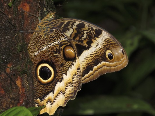 Butterfly, Panama, Panama Wildlife Tour, Naturalist Journeys