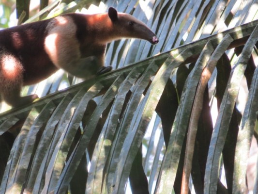 Tamandua, Panama, Panama Wildlife Tour, Naturalist Journeys