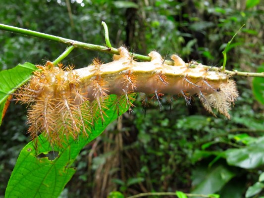 Saturnid Moth Larvae, Panama, Panama Wildlife Tour, Naturalist Journeys 