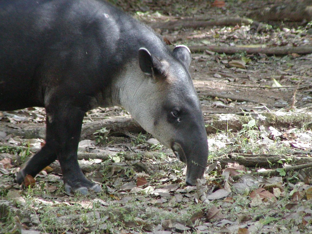 Tapir, Panama, Panama Natural History Tour, Naturalist Journeys, Panama Bio Diversity