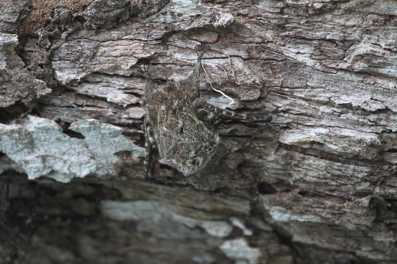 Proboscis Bat, Panama, Panama Natural History Tour, Naturalist Journeys, Panama Bio Diversity