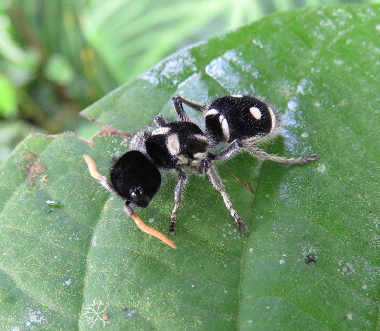 Velvet Ant, Panama, Panama Natural History Tour, Naturalist Journeys, Panama Bio Diversity