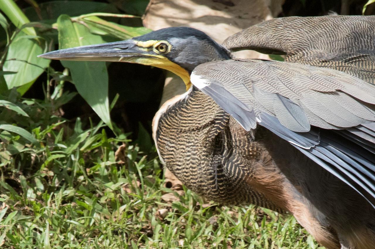 Bare-throated Tiger-Heron, Costa Rica, Costa Rica Birding Tour, Costa Rica Nature Tour, Naturalist Journeys