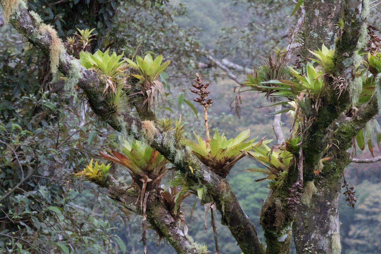 Bromeliads, Costa Rica, Costa Rica Birding Tour, Costa Rica Nature Tour, Naturalist Journeys