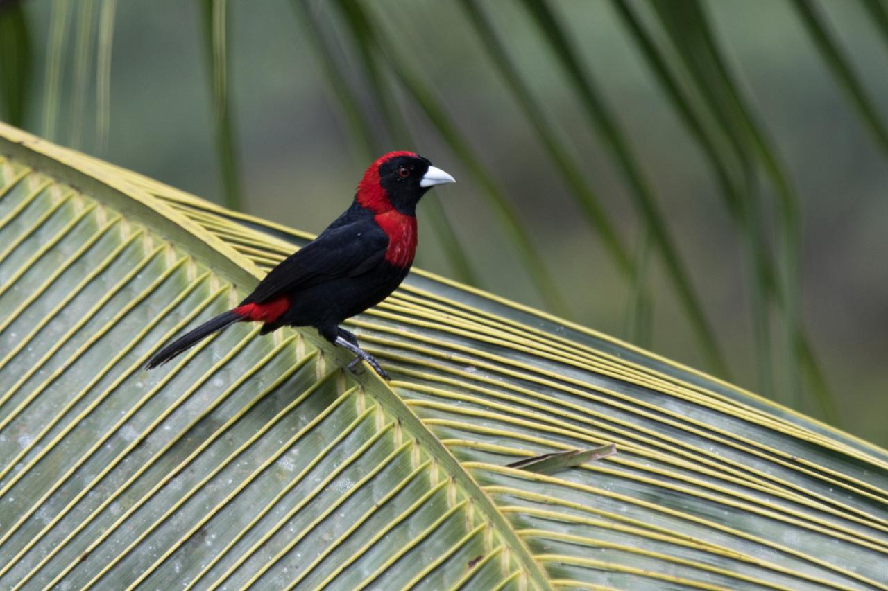 Crimson-collared Tanager, Costa Rica, Costa Rica Birding Tour, Costa Rica Nature Tour, Naturalist Journeys