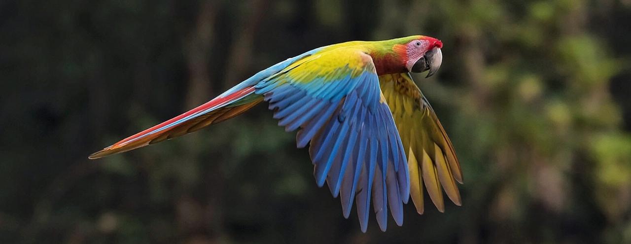 Great Green Macaw, Costa Rica, Costa Rica Birding Tour, Costa Rica Nature Tour, Naturalist Journeys
