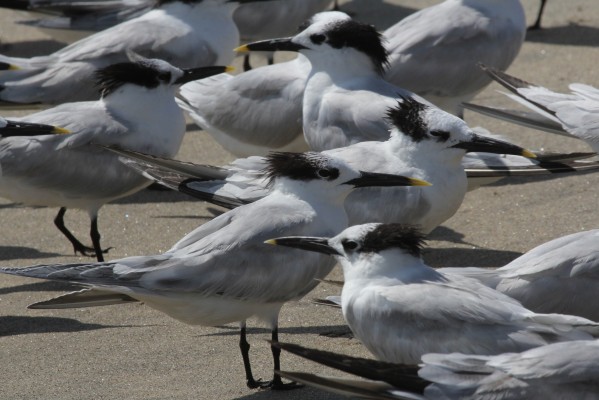 Sandwich Terns, Cape May, Fall Migration Tour, Birding Migration Tour, Naturalist Journeys