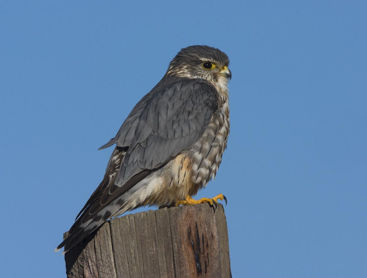 Merlin, Cape May, Cape May Migration, Fall Migration, Fall Migration Tour, Cape May Birding Tour, Naturalist Journeys
