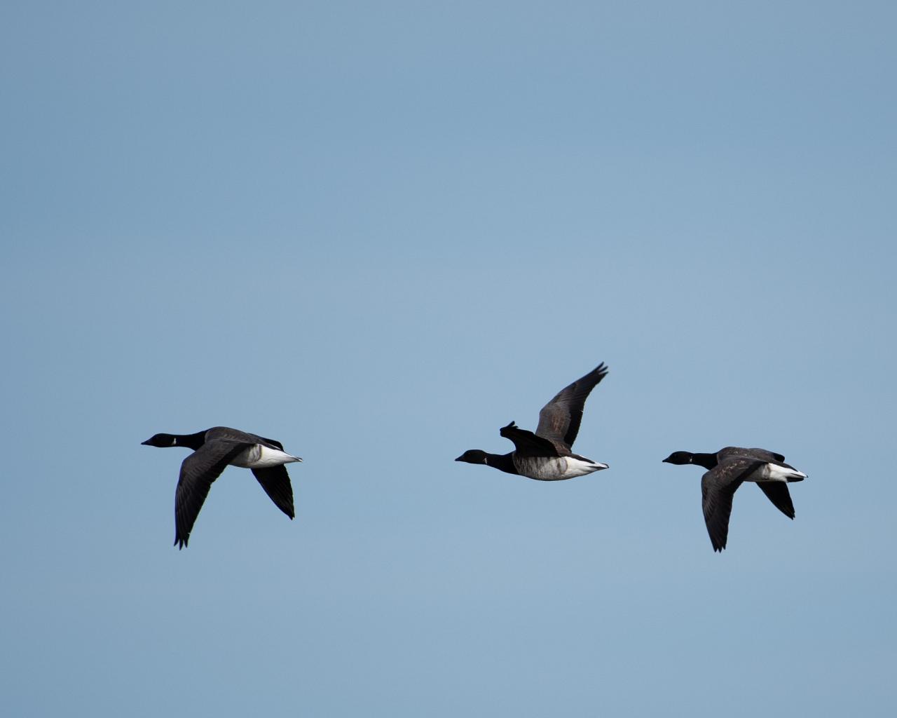 Brant, Cape May, Cape May Migration, Fall Migration, Fall Migration Tour, Cape May Birding Tour, Naturalist Journeys