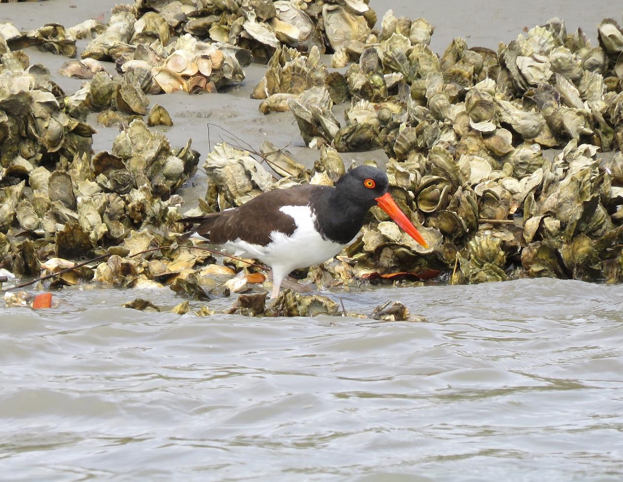 Cape May, Cape May Migration, Fall Migration, Fall Migration Tour, Cape May Birding Tour, Naturalist Journeys