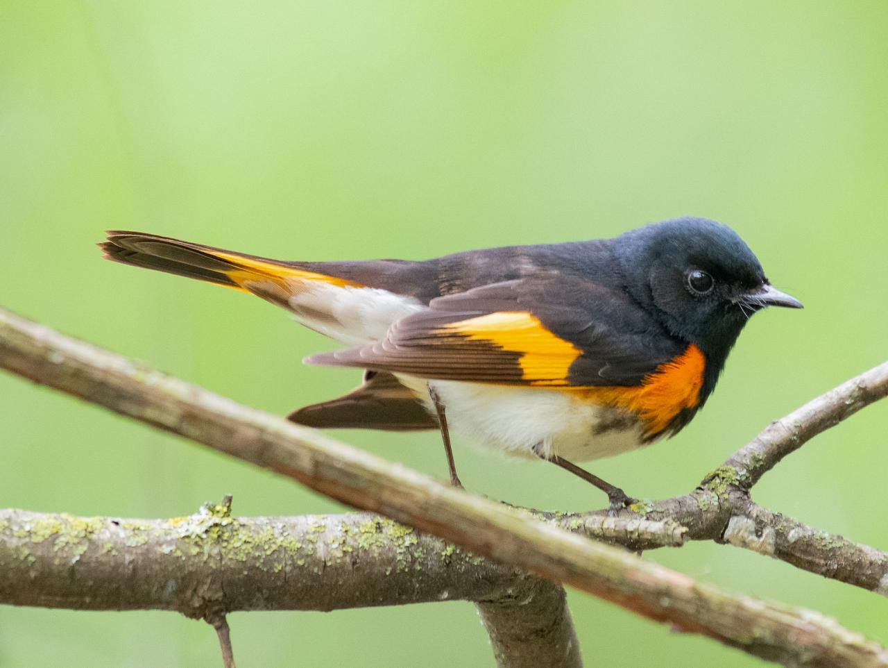 Cape May, Cape May Migration, Fall Migration, Fall Migration Tour, Cape May Birding Tour, Naturalist Journeys